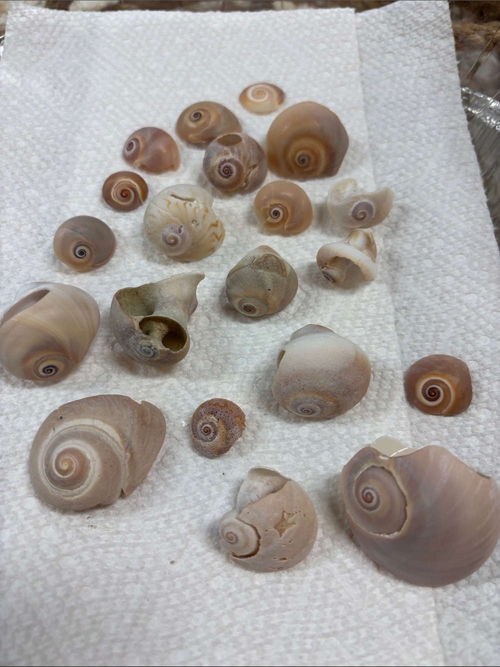 Sanibel seashells bundle of 20 shark eyes (broken pieces)